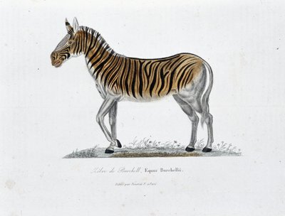 Tablica historii naturalnej: Tablica zoologiczna przedstawiająca Zebre z Burchell, Equus Burchellii - w „Całkowicie Dzieła Buffona” autorstwa przyrodnika Georgesa Louisa Leclerca, hrabiego Buffon (1707 - 1788). Grawerunek z 1837 roku. autorstwa Georges Louis Leclerc