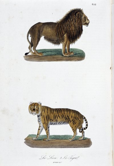 Tablica historii naturalnej: Tablica zoologiczna przedstawiająca lwa i tygrysa – w „Dokończeniach Buffona”” autorstwa przyrodnika Georgesa Louisa Leclerca, hrabiego Buffon (1707 - 1788). Grawerunek z 1837 roku. autorstwa Georges Louis Leclerc