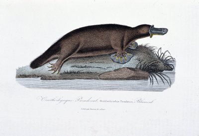Tablica historii naturalnej: Tablica zoologiczna przedstawiająca paradoksal ornithorync (Ornithorhynchus Paradoxux), Blumenb - w „Dziełach Buffona” autorstwa przyrodnika Georgesa Louisa Leclerca, hrabiego Buffon (1707 - 1788). Rycina z 1837 roku. autorstwa Georges Louis Leclerc