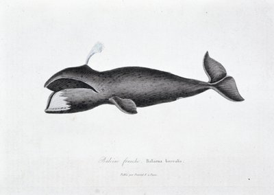 Tablica historii naturalnej: Tablica zoologiczna przedstawiająca prawego wieloryba, Balaena borealis - w „Dziełach Buffona” autorstwa przyrodnika Georgesa Louisa Leclerca, hrabiego Buffon (1707 - 1788). Grawerunek z 1837 roku. autorstwa Georges Louis Leclerc