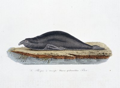 Tablica historii naturalnej: Tablica zoologiczna przedstawiająca fokę trompe, Phoca proboscidea, Peron – w „Całkowicie dzieła Buffona”” autorstwa przyrodnika Georgesa Louisa Leclerca, hrabiego Buffon (1707 - 1788). Grawerunek z 1837 roku. autorstwa Georges Louis Leclerc