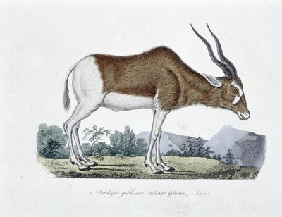 Tablica historii naturalnej: wykres zoologiczny przedstawiający antylopę garbatą, antylopę gibbosa, Savi - w „Całkowicie dzieła Buffona”” autorstwa przyrodnika Georgesa Louisa Leclerca, hrabiego Buffona (1707 - 1788). Rycina z 1837 roku. autorstwa Georges Louis Leclerc