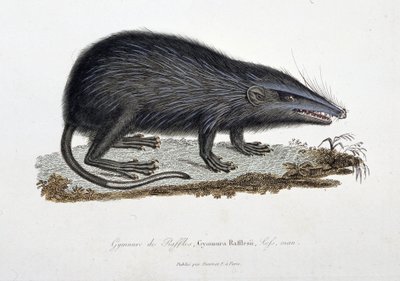 Tablica historii naturalnej: Wykres zoologiczny przedstawiający Gymnure of Raffles, Gymnura Rafflesii, Lefs, mężczyzna - w „Complets of Buffon”” autorstwa przyrodnika Georgesa Louisa Leclerca, hrabiego Buffon (1707 - 1788). Rycina z 1837 roku. autorstwa Georges Louis Leclerc