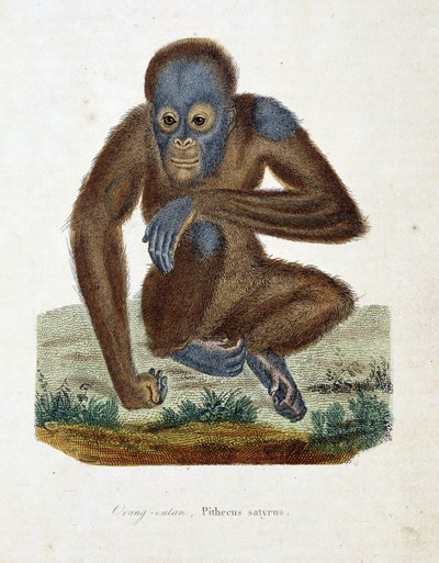 Tablica Historii Naturalnej: Wykres zoologiczny przedstawiający Orang outan (orang outan, orang outang, orang outang), Pithecus satyrus - w „Uzupełnieniach Buffona” autorstwa przyrodnika Georgesa Louisa Leclerca, hrabiego Buffon (1707 - 1788). Rycina z 183 autorstwa Georges Louis Leclerc