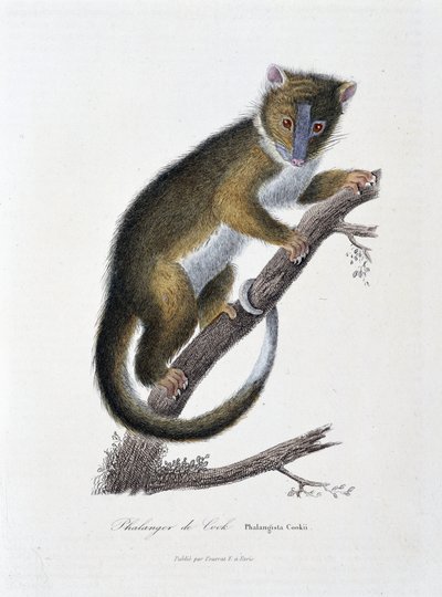 Tablica historii naturalnej: Wykres zoologiczny przedstawiający Phalangera Cooka (Phalangista Cookii) – w „Dziełach Buffona” autorstwa przyrodnika Georgesa Louisa Leclerca, hrabiego Buffon (1707 - 1788). Rycina z 1837 roku. autorstwa Georges Louis Leclerc