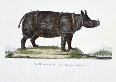 Tablica historii naturalnej: Wykres zoologiczny przedstawiający nosorożca jawajskiego (Rhinoceros Javanicus) – w „” Completely Works of Buffon”” autorstwa przyrodnika Georgesa Louisa Leclerca, hrabiego Buffon (1707 - 1788). Rycina z 1837 roku. autorstwa Georges Louis Leclerc