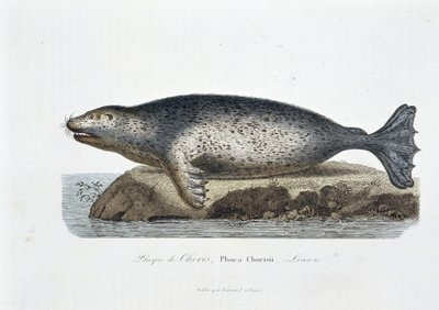 Tablica historii naturalnej: Tablica zoologiczna przedstawiająca pieczęć Choris, Phoca Chorisii, Lekcja - w „Dziełach Buffona” autorstwa przyrodnika Georgesa Louisa Leclerca, hrabiego Buffon (1707 - 1788). Grawerunek z 1837 roku. autorstwa Georges Louis Leclerc