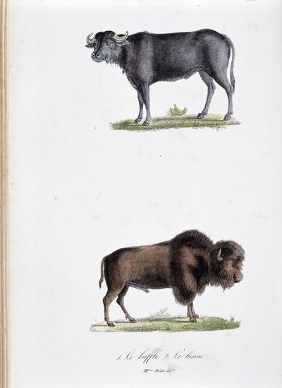 Tablica historii naturalnej: Tablica zoologiczna przedstawiająca 1. Bawoły i dwa. Le bison - w „Dziełach kompletnych Buffona”” autorstwa przyrodnika Georgesa Louisa Leclerca, hrabiego Buffon (1707 - 1788). Grawerunek z 1837 roku. autorstwa Georges Louis Leclerc