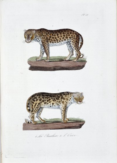 Tablica historii naturalnej: Tablica zoologiczna przedstawiająca 1. Panghere i 2. L