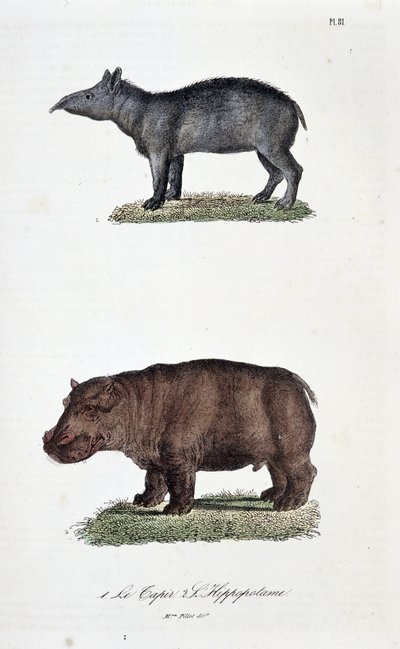 Tablica historii naturalnej: Tablica zoologiczna przedstawiająca 1. Tapir i 2. L
