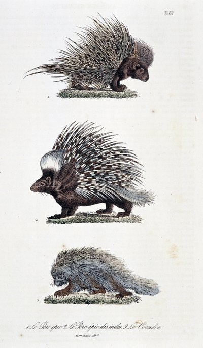 Tablica historii naturalnej: Tablica zoologiczna przedstawiająca 1. Epicką Wieprzowinę, 2. Epicką Wieprzowinę i 3. Le Coendou - w „” Complete Works of Buffon”” autorstwa przyrodnika Georgesa Louisa Leclerca, hrabiego Buffon (1707 - 1788). Rycina z 1837 rok autorstwa Georges Louis Leclerc