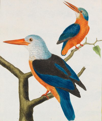 Historia naturalna. Ptaki. Podświetlane tablice, 1766-1782. autorstwa Georges Louis Leclerc de Buffon