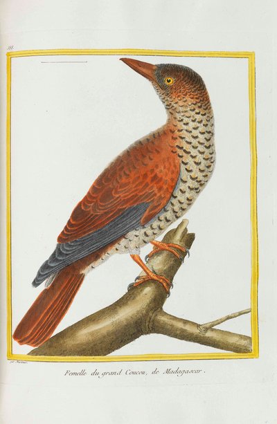 Historia naturalna. Ptaki. Podświetlane tablice, 1782. autorstwa Georges Louis Leclerc de Buffon