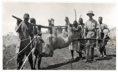 Lew w Bahr el Ghazal, Am Dafok, 1925 (odbitka żelatynowo-srebrowa) autorstwa Georges Marie Haardt