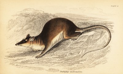 Brązowy czterooki opos , Metachirus nudicaudatus. ,1841 (grawerowanie) autorstwa Georges Robert Waterhouse