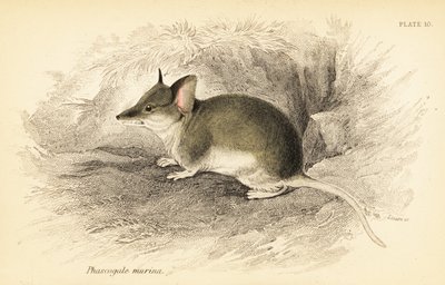 Dunart pospolity, Sminthopsis murina. ,1841 (grawerowanie) autorstwa Georges Robert Waterhouse