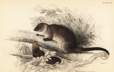 Widzę dzwonek pospolity, Pseudocheirus peregrinus. ,1841 (grawerowanie) autorstwa Georges Robert Waterhouse