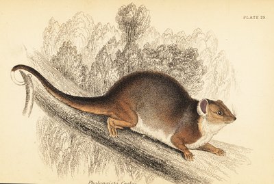 Widzę dzwonek pospolity, Pseudocheirus peregrinus. ,1841 (grawerowanie) autorstwa Georges Robert Waterhouse