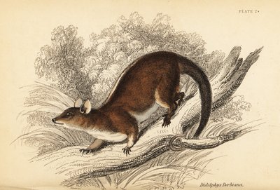 Opos włochaty Derby, Caluromys derbianus. ,1841 (grawerowanie) autorstwa Georges Robert Waterhouse