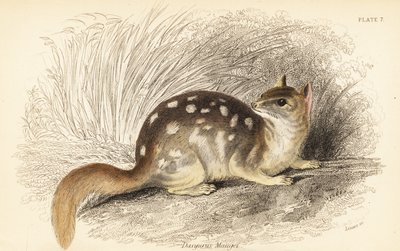 Niełaz wschodni, szop Dasyurus. Zagrożony. , 1841 (grawerowanie) autorstwa Georges Robert Waterhouse