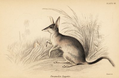 Większy bilby, Macrotis lagotis. Zagrożony. ,1841 (grawerowanie) autorstwa Georges Robert Waterhouse