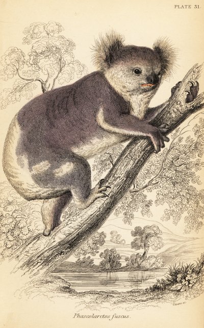 Koala, Phascolarctos cinereus.,1841 (grawerowanie) autorstwa Georges Robert Waterhouse