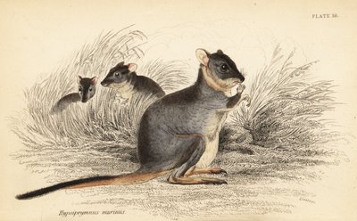 Potoroo długonogie, Potorous longipes. Wrażliwy.,1841 (grawerowanie) autorstwa Georges Robert Waterhouse