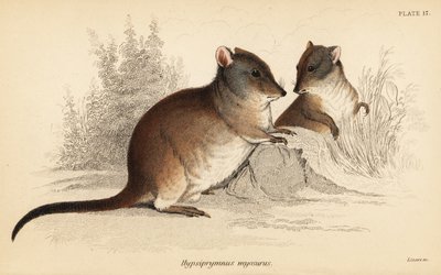 Potoroo z długim nosem, Potorous tridactylus tridactylus., 1841 (grawerowanie) autorstwa Georges Robert Waterhouse