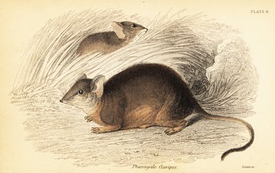 Mardo lub żółtonogi antechinus, Antechinus flavipes. ,1841 (grawerowanie) autorstwa Georges Robert Waterhouse