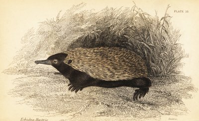 Kolczatka krótkodzioba, Tachyglossus aculeatus.,1841 (grawerowanie) autorstwa Georges Robert Waterhouse