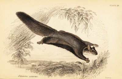 Szybowiec wiewiórki, Petaurus norfolcensis.,1841 (rycina) autorstwa Georges Robert Waterhouse