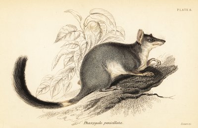 Tuan lub pospolity wambenger, Phascogale tapoatafa. ,1841 (grawerowanie) autorstwa Georges Robert Waterhouse