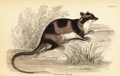 Opos wodny lub yapok, Chironectes minimus. ,1841 (grawerowanie) autorstwa Georges Robert Waterhouse
