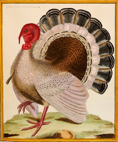 Turcja, z „Histoire Nouvelles des Oiseaux”, 1771-86 autorstwa Georges de Buffon