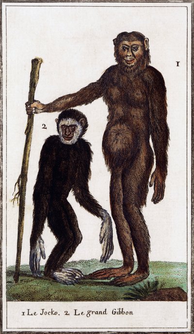 Jocko, szympans lub gibon, ilustracja z Histoire naturelle, autorstwa Georges-Louisa Leclerca, hrabiego Buffon (1707-1788), rycina akwarelowa autorstwa Georges de Buffon