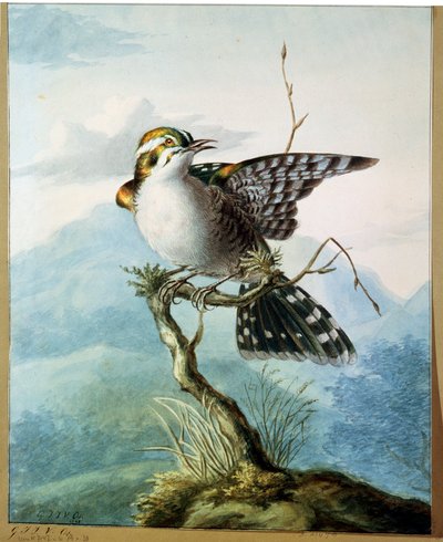 Mały ptaszek, 1798 autorstwa Georgius Jacobus Johannes van Os