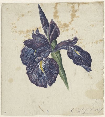 Irys autorstwa Georgius Jacobus Johannes van Os