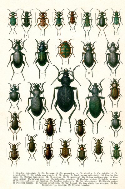 Antyczny druk odmian chrząszczy europejskich, ok. 1910 (chromolitografia) autorstwa Georgiy Jacobson