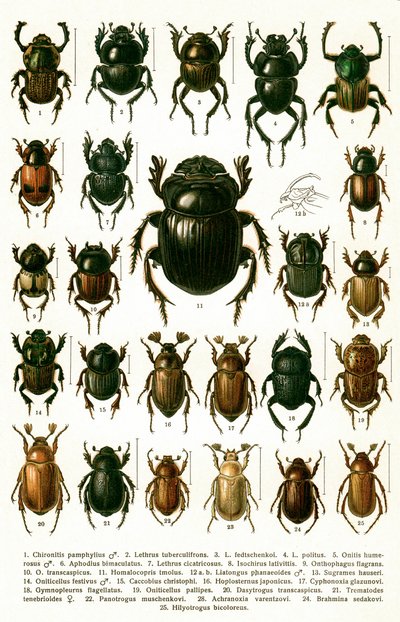 Antyczny druk odmian chrząszczy europejskich, ok. 1910 (chromolitografia) autorstwa Georgiy Jacobson