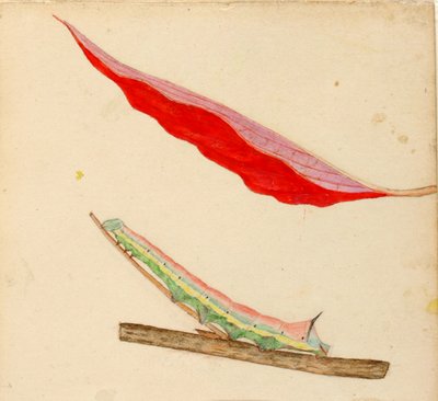 Gąsienica "Mirror-Back", opracowanie do książki Concealing Coloration in the Animal Kingdom autorstwa Gerald H. Thayer