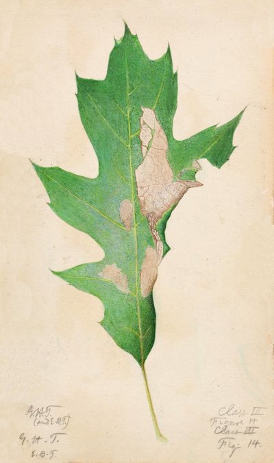 Gąsienica na krawędzi liścia dębu..., początek XX wieku. autorstwa Gerald H. Thayer