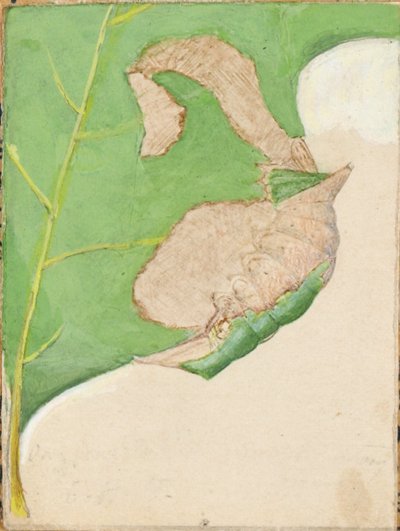Gąsienica na krawędzi liścia dębu..., początek XX wieku. autorstwa Gerald H. Thayer