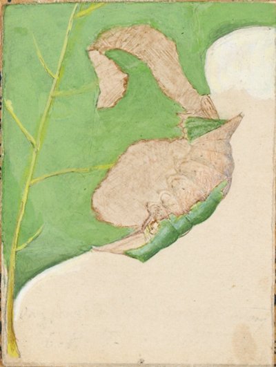 Gąsienica Oak Leaf Edge, opracowanie do książki Concealing Coloration in the Animal Kingdom autorstwa Gerald H. Thayer