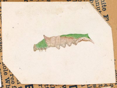 Gąsienica Oak Leaf Edge, opracowanie do książki Concealing Coloration in the Animal Kingdom autorstwa Gerald H. Thayer