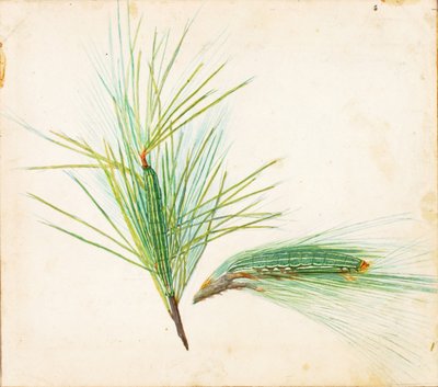 Gąsienica sosnowa..., początek XX wieku. autorstwa Gerald H. Thayer