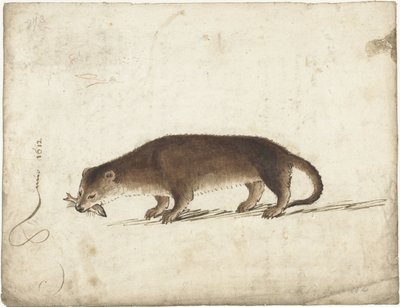 Wydra z rybą w pysku autorstwa Gerard ter Borch (I)