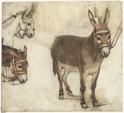 Arkusz do nauki z osłami autorstwa Gerard ter Borch (I)