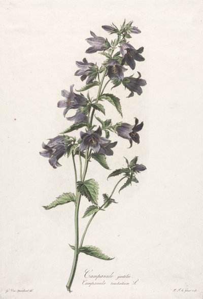 Kwiaty zaczerpnięte z natury: Bellflower, ok. 1900 r. 1800. autorstwa Gerard van Spaendonck