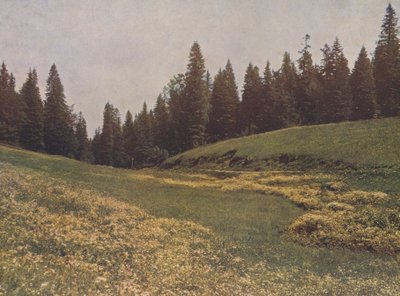 Łąka na Feldberg, Schwarzwald, Niemcy (zdjęcie kolorowe) autorstwa German Photographer