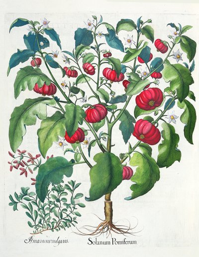 1. Owoce solanum 2. Amaracus vulgaris, z Hortus Eystettensis Basila Beslera (1561-1629), wyd. 1613 autorstwa German School